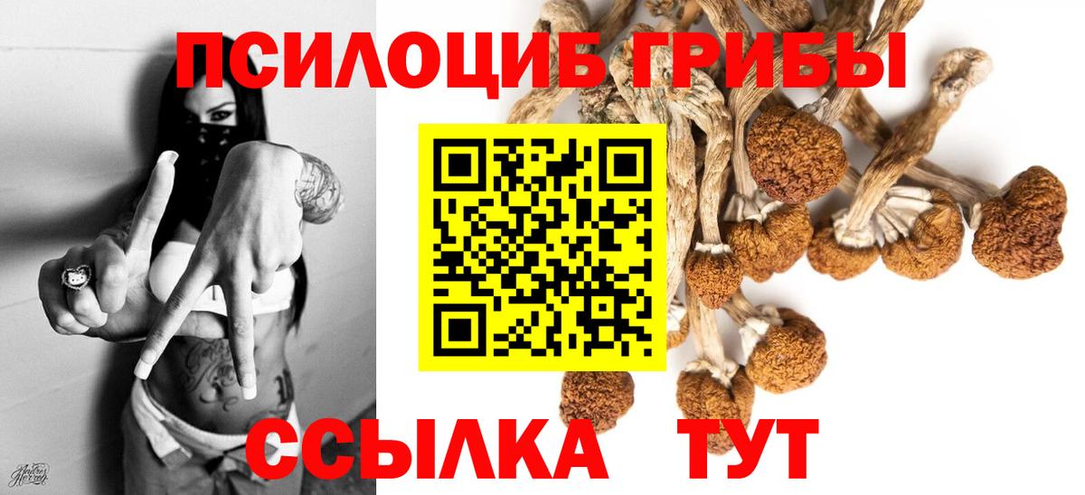 Галлюциногенные грибы GOLDEN TEACHER  купить наркоту  Георгиевск  Вход с VPN  Псилоцибиновые грибы Cubensis 